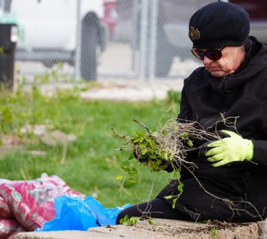 ivanhoe neighborhood beautification